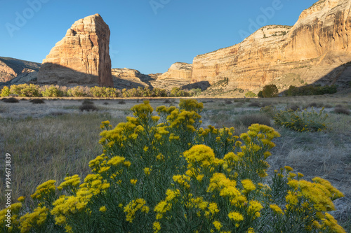 Steamboat Rock and rabbitbrush at, Echo Park, Dinosaur National Monument, Utah. photo