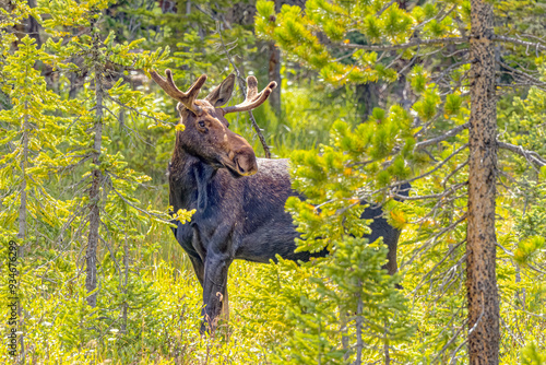 USA, Colorado, Gould. Rocky Mountain Shiras male moose and trees. photo