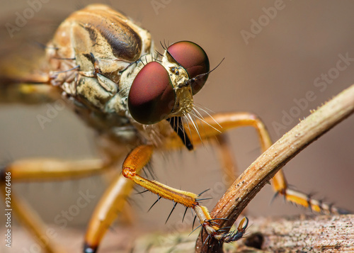Close-up of the eyes of a robber fly, Compound eyes of insects, Extreme shot and selective focus.
