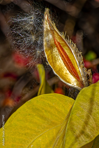 USA, Colorado, Fort Collins. Showy milkweed pod opened in autumn. photo