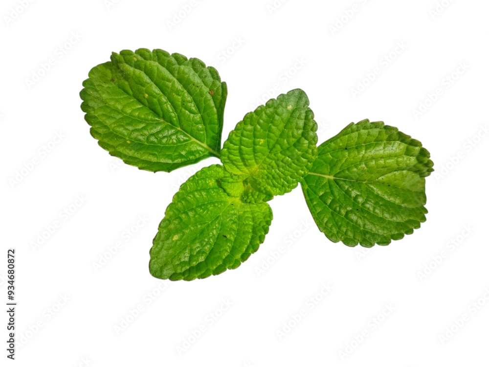 mint leaves isolated on white background mint leaves isolated on white background