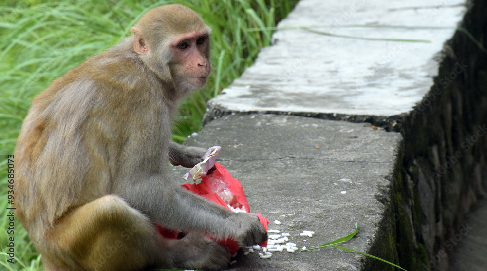 Naklejka premium The red faced monkey is eating snacks. Macaque on the background of ancient temple