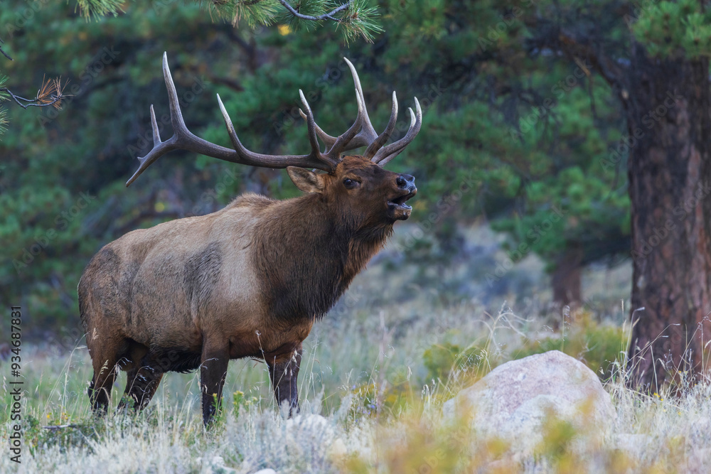 Bull elk bugling, announcing his dominance, Colorado, USA Bull elk bugling, announcing his dominance, Colorado, USA