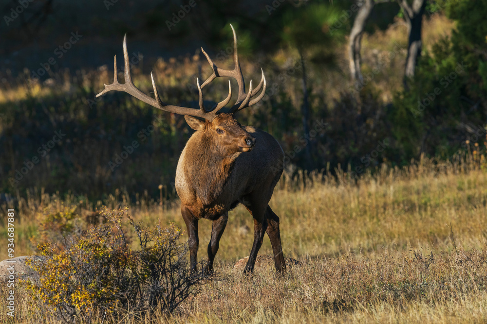 Bull elk, out of the shadows, Colorado, USA Bull elk, out of the shadows, Colorado, USA