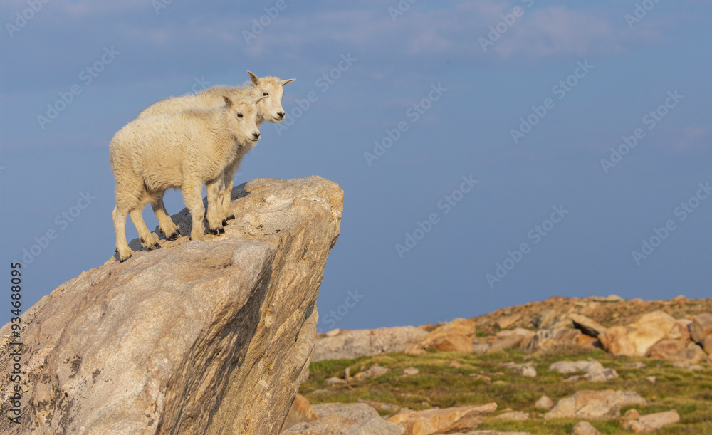 Mountain goat kids checking over the tundra, Colorado alpine country, USA Mountain goat kids checking over the tundra, Colorado alpine country, USA