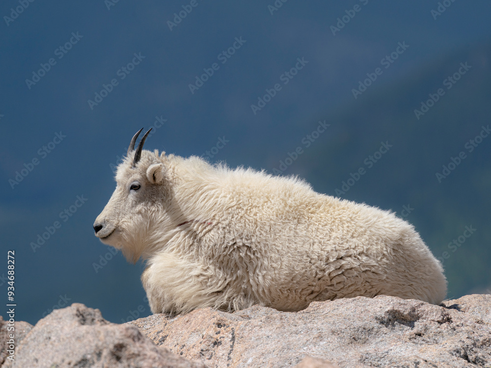 Rocky Mountain goat on ledge, Mount Evans Wilderness Area, Colorado Rocky Mountain goat on ledge, Mount Evans Wilderness Area, Colorado