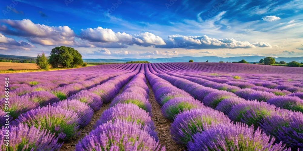 Vast lavender field in the countryside, lavender, field, purple, flowers, nature, landscape, agriculture, fragrance, plants Vast lavender field in the countryside, lavender, field, purple, flowers, nature, landscape, agriculture, fragrance, plants