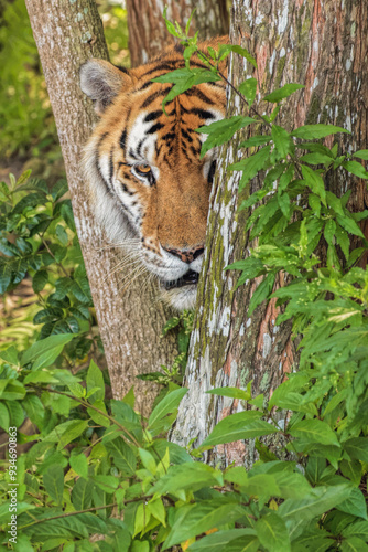 Tiger, Big Cat Rescue, Tampa, Florida.