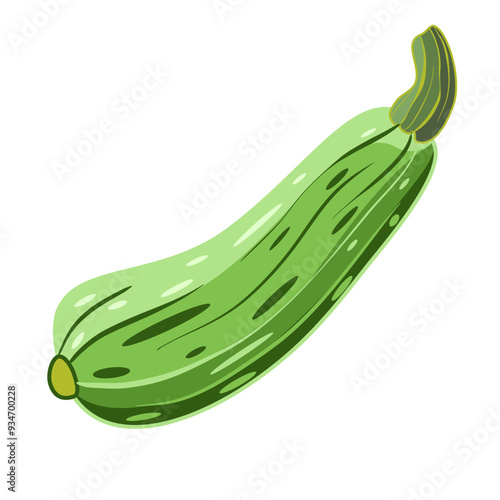 Zucchini isolated on white background. Vector illustration in cartoon style.