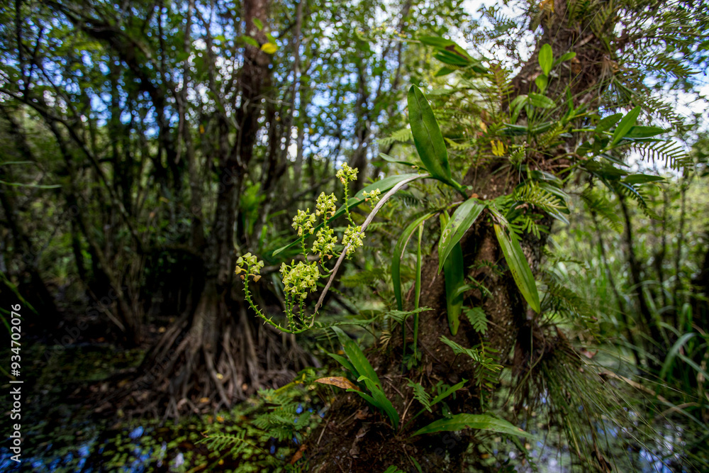 Yellow helmet orchid growing on a tree. Yellow helmet orchid growing on a tree.