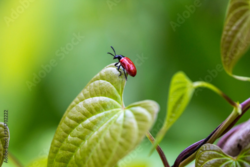 Exotic air potato leaf beetle eat leaves.