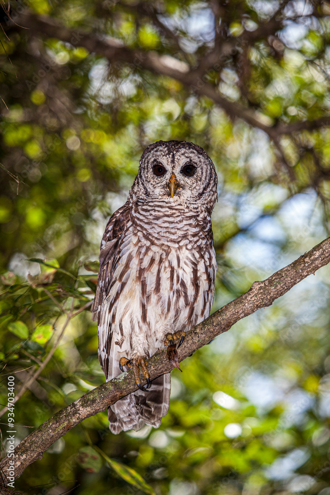A perched barred owl. A perched barred owl.