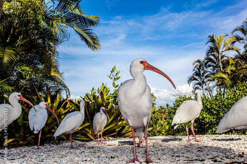 White ibis.