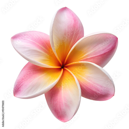 Tropical Plants and Flowers PNG Photo Overlays - High-Resolution Transparent Overlays Featuring Exotic Plants and Vibrant Flowers for Creating Lush, Tropical Scenes for Creative and Design Project. AI