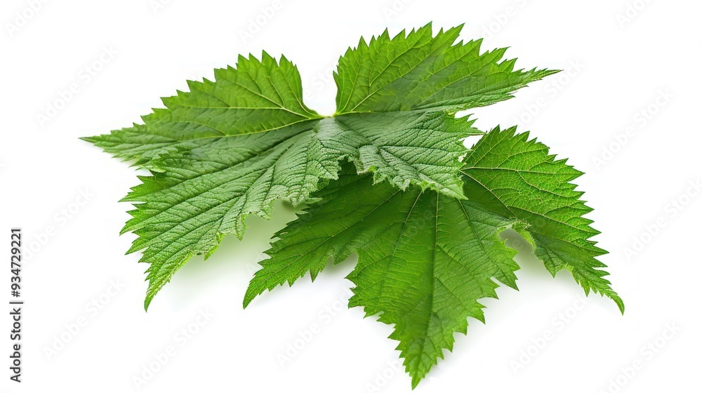 Green Leaves on a White Background Green Leaves on a White Background