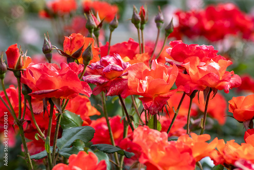 Orange roses of the rose garden at Yoyogi park in Tokyo photo