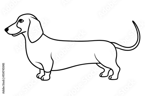 Dog. Dachshund. Realistically Hand-drawn Dachshund. Black outline. Transparent background. Vector illustration line drawing, transparent