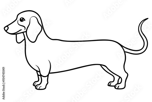 Dog. Dachshund. Realistically Hand-drawn Dachshund. Black outline. Transparent background. Vector illustration line drawing, transparent