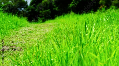 Wallpaper Mural 真夏の丘の道 Torontodigital.ca