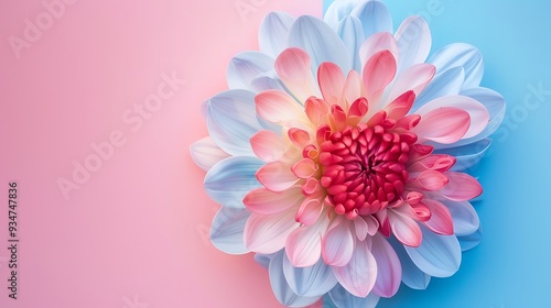 Colorful chrysanthemum flower on pink and blue background