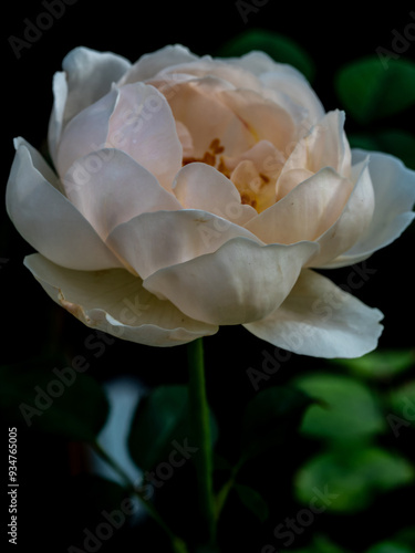 Shape and colors of roses that bloom in the garden photo