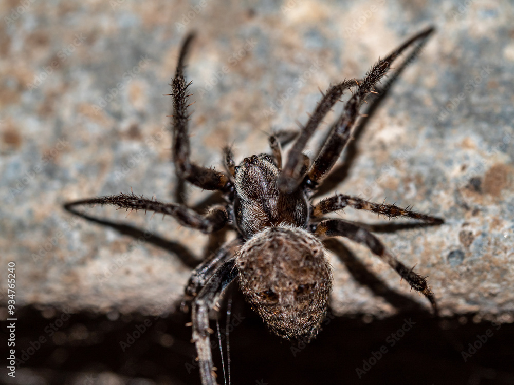 Close-up a Common Web Spider Close-up a Common Web Spider