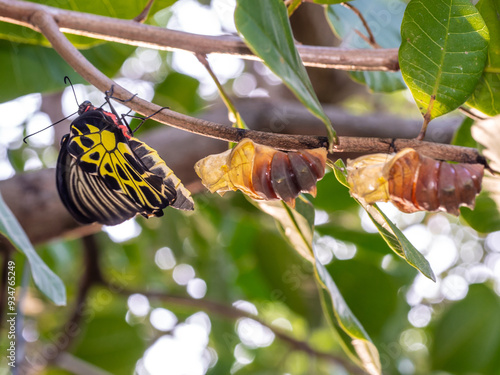 Valokuva A golden birdwing butterfly has just emerged from her chrysalis