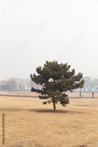 Winter at the Yinxu Palace Ruins Park photo