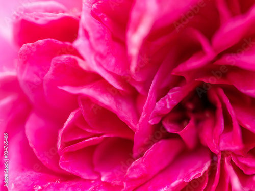 Wallpaper Mural Shape and colors of roses that bloom in the garden Torontodigital.ca