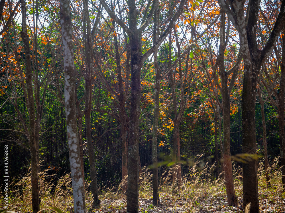 Red leaves of Para rubber trees Plantation forest in the deciduous season Red leaves of Para rubber trees Plantation forest in the deciduous season