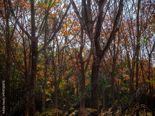 Red leaves of Para rubber trees Plantation forest in the deciduous season