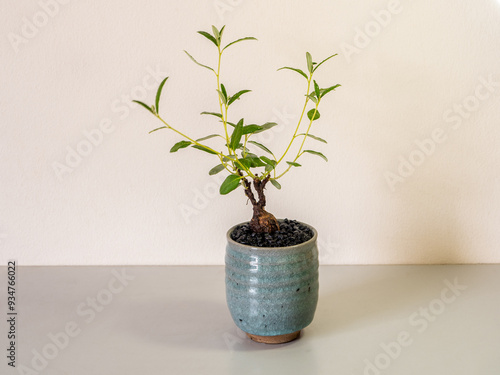 The plump trunk of Decaschistia parviflora Kurz in the small ceramic pot photo