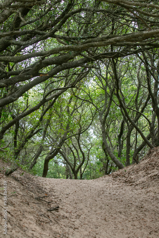 Dirt path under canopy forest in Outerbanks North Carolina