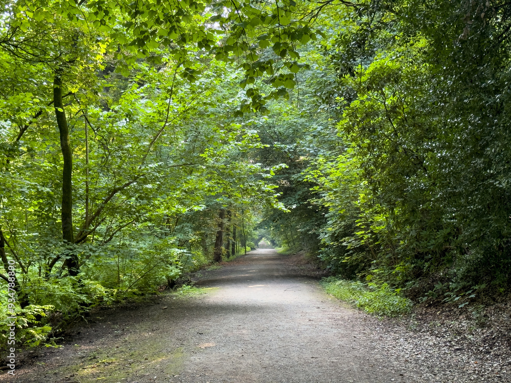 Fototapeta premium empty mystical road in the park