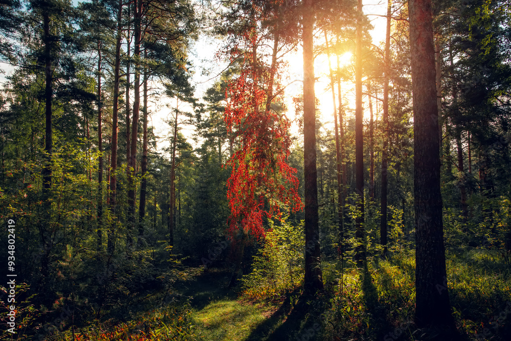 Autumn or summer sunny morning in the forest Autumn or summer sunny morning in the forest