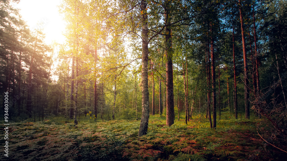 Autumn or summer sunny morning in the forest Autumn or summer sunny morning in the forest