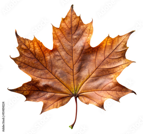 Wallpaper Mural autumn aged maple leaf, generative ai Torontodigital.ca