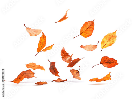 orange and yellow falling autumn dried leaves on white background photo