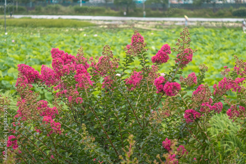 Fototapeta premium Vibrant Crape Myrtle Blossoms: A Beautiful Summer Landscape