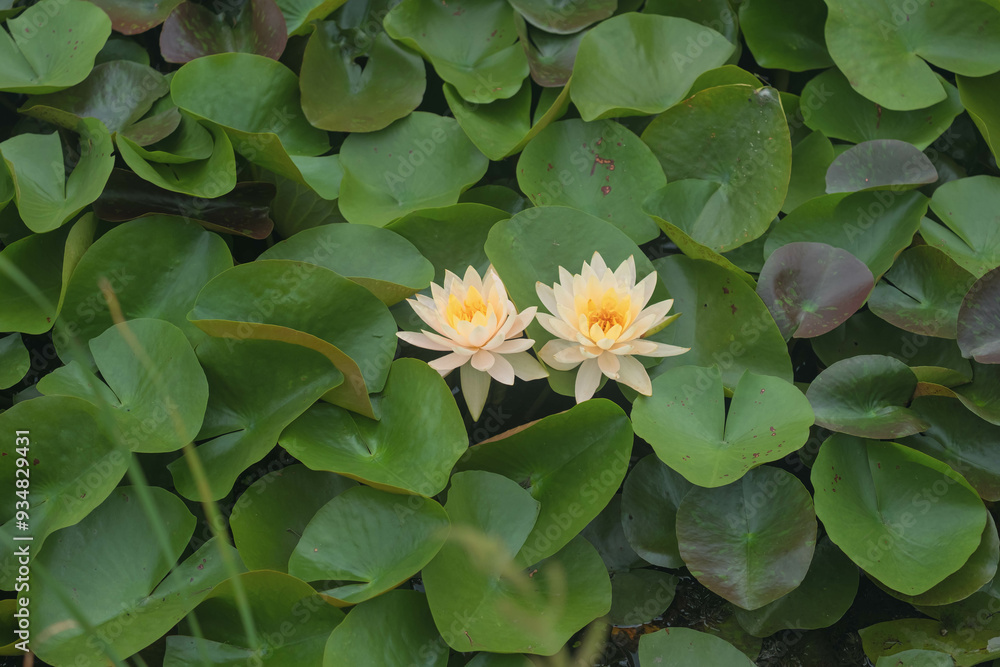 Elegant Water Lilies in Bloom: A Serene Nature Landscape Elegant Water Lilies in Bloom: A Serene Nature Landscape