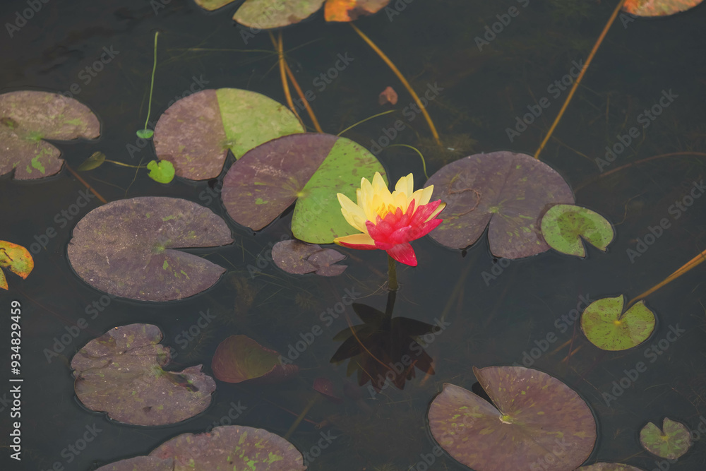 Stunning Two-Tone Water Lilies: A Beautiful Nature Scene Stunning Two-Tone Water Lilies: A Beautiful Nature Scene