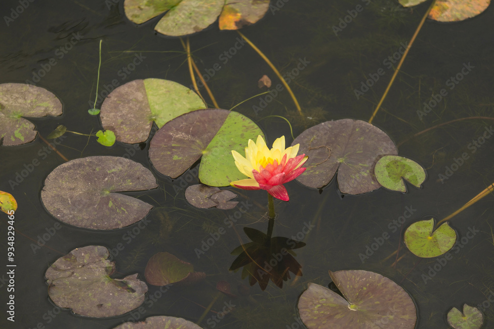 Stunning Two-Tone Water Lilies: A Beautiful Nature Scene Stunning Two-Tone Water Lilies: A Beautiful Nature Scene