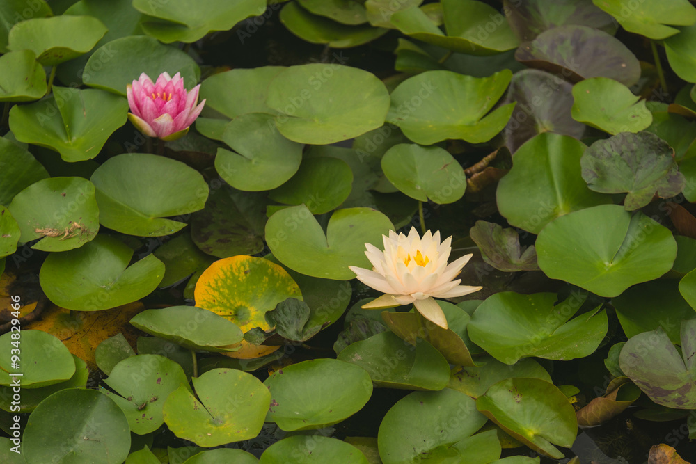 Elegant Water Lilies in Bloom: A Serene Nature Landscape Elegant Water Lilies in Bloom: A Serene Nature Landscape
