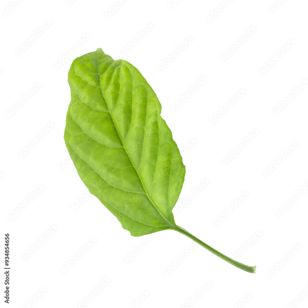 Obraz premium Green leaf isolated on a white background