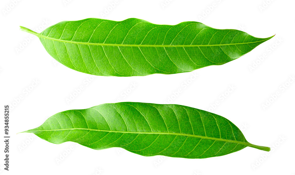 Obraz premium Green Mango leaves isolated on white background