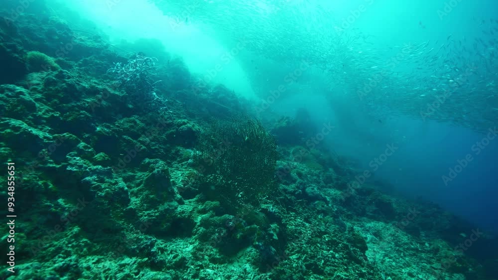 Small exotic fishes glide between corals at ocean bottom Small exotic fishes glide between corals at ocean bottom