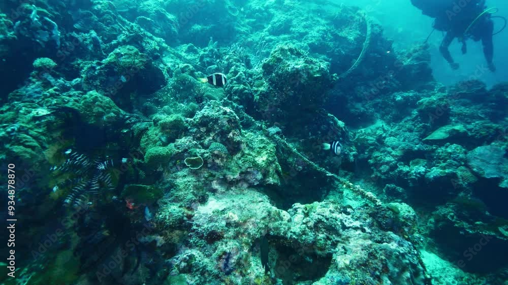 Fishes swim near large rock with multiple holes underwater Fishes swim near large rock with multiple holes underwater