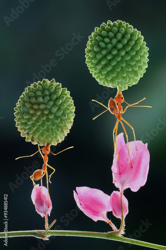 portrait of a strong ant lifting petai flowers on Antigonon leptopus, 23 August 2024 Bekasi Indonesia photo