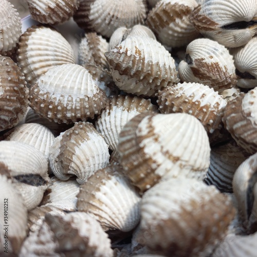 Blood clams or Tegillarca granosa photos with fresh and clean shell | Natural photos seafood 