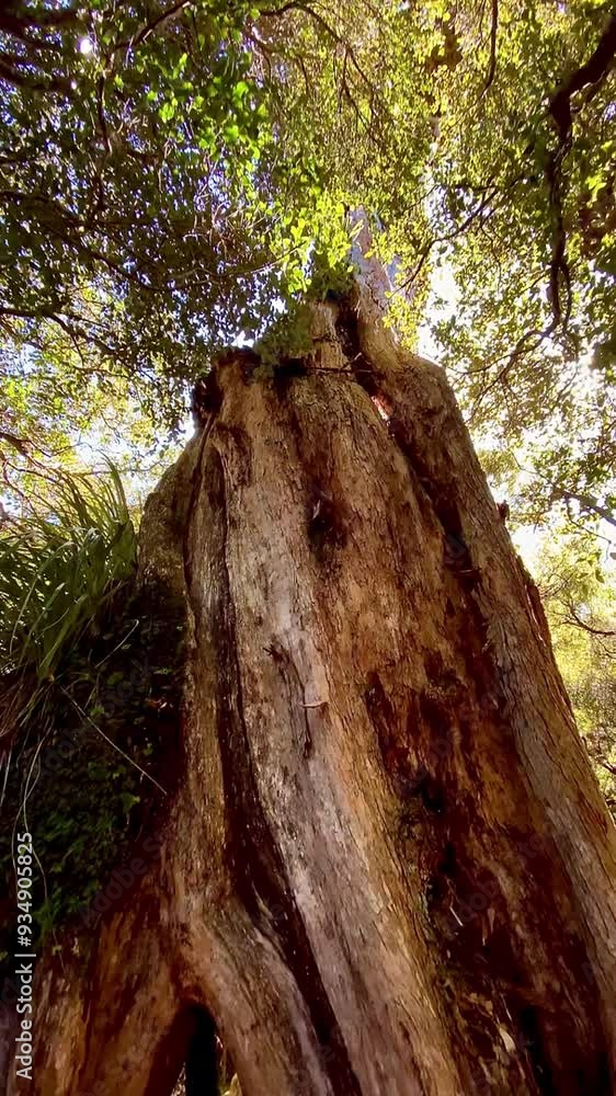 Large Tall native tree trunk with branches, tree in the forest Large Tall native tree trunk with branches, tree in the forest